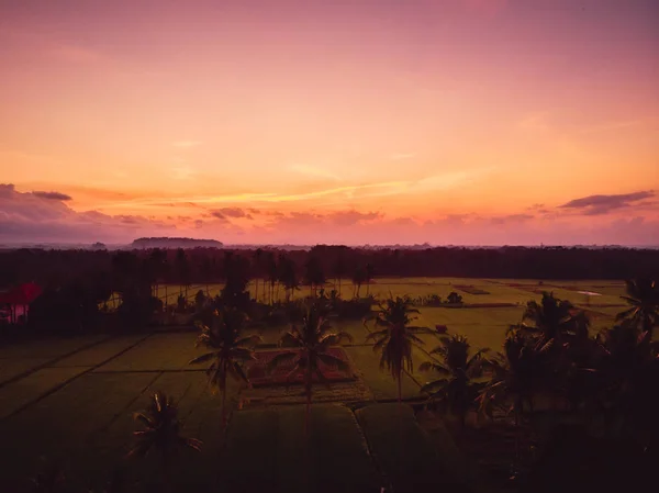 Kokosové Palmy Rýže Plantáž Tropickém Bali Letecký Pohled Východem Slunce — Stock fotografie