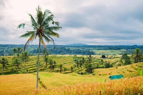Terrasses Surélevées Avec Cocotiers Bali — Photo