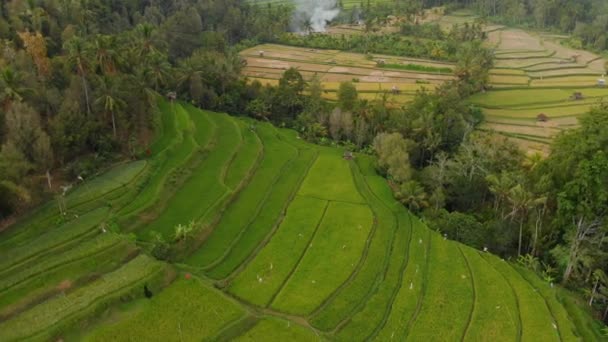 Risterrasser Kokospalmer Och Skog Bali Aerial Video — Stockvideo