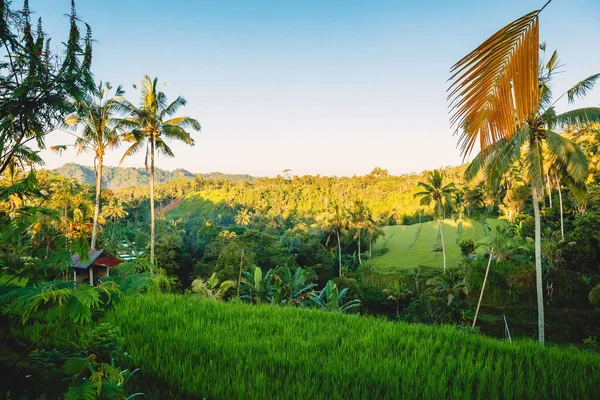 Lève Toi Terrasse Cocotiers Bali Avec Des Tons Lever Coucher — Photo