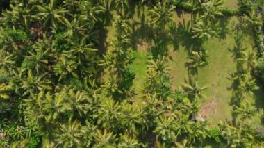 Drone ile Hindistan cevizi avuç içi tropikal manzara. Hava video