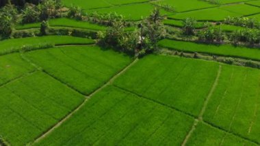 Pirinç terasları ve alanları ve Bali Hindistan cevizi avuç içi. Havadan görünümü
