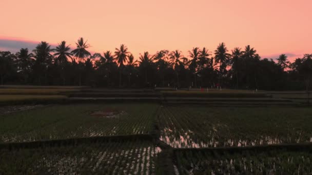 Vídeo Aéreo Paisagem Com Terraços Arroz Nascer Sol Pôr Sol — Vídeo de Stock