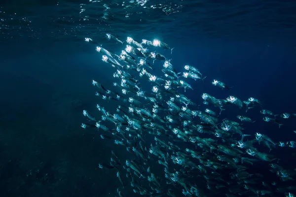 Вид Підводного Тунця Шкільну Рибу — стокове фото