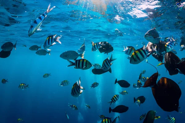 Monde Sous Marin Avec Des Poissons Tropicaux Dans Océan Bleu — Photo