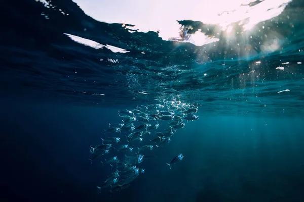 Mundo Salvaje Submarino Con Atún Escuela Pescado Luz Solar — Foto de Stock