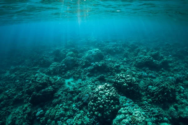 用珊瑚和阳光来宁静的水下场景 热带海洋 — 图库照片