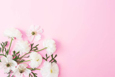 Çiçek ve yaprakları pembe pastel arka plan üzerinde beyaz. Düz yatıyordu, en iyi görünüm. Çiçek bahar desen