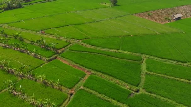 Ορυζώνες Στο Μπαλί Αεροφωτογραφία Του Ρυζιού Αγρόκτημα — Αρχείο Βίντεο