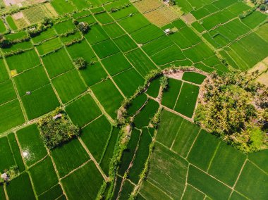 Pirinç tarlaları hava görünümünü. Bali adasında tropikal peyzaj.