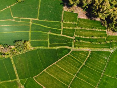 Yeşil pirinç tarlaları hava görünümünü. Bali harika manzara.