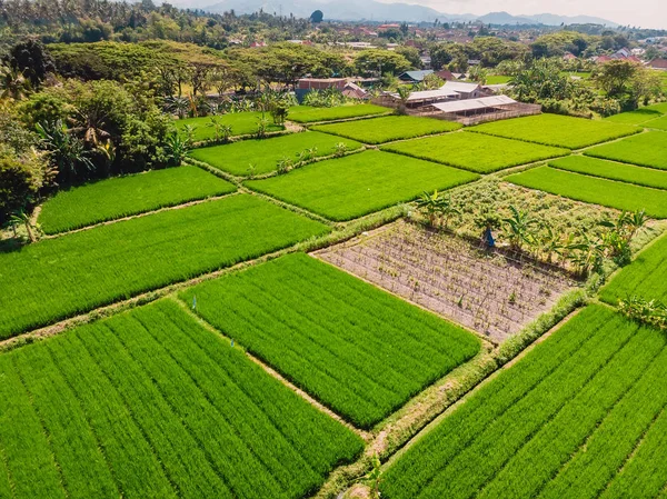 绿色稻田鸟图 巴厘岛的热带景观 — 图库照片