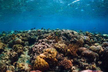 Mercan ve tropikal balık mavi denizi ile sualtı dünyasını. Menjangan Adası