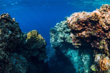 Mercan okyanus sualtı kayalar. Menjangan Adası, Bali