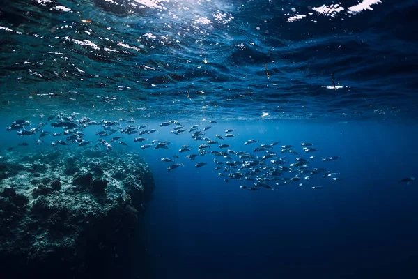 Faune Sous Marine Avec Des Thonidés Dans Océan Récif Corallien — Photo