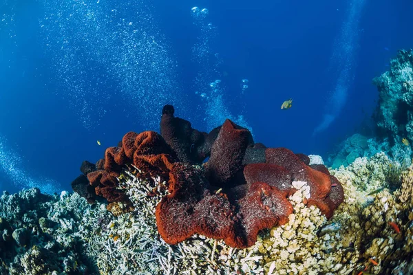 青い水 リーフで赤サンゴの水中世界 ダイビングのための美しい場所 — ストック写真