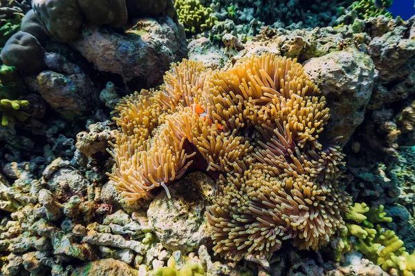 Palhaço Peixe Nadar Anêmonas Subaquático Com Recifes Coral Peixes — Fotografia de Stock