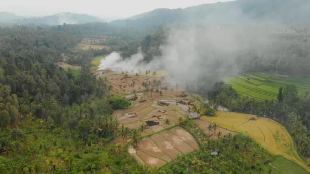 Terrasses Riz Cocotiers Forêt Bali Vidéo Aérienne — Video