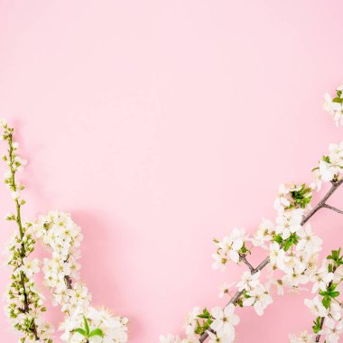 Pembe pastel arka plan üzerinde beyaz çiçekli çerçeve çiçek. Düz yatıyordu, en iyi görünüm. Bahar zaman arka plan.
