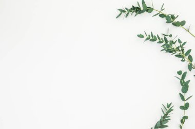 Okaliptüs şube beyaz arka plan üzerinde çerçeve yaptı. Düz yatıyordu, en iyi görünümü