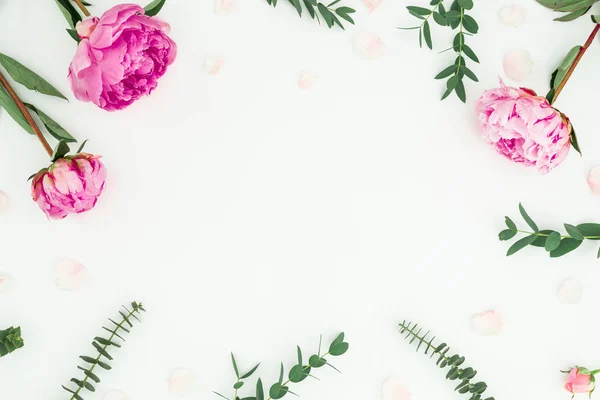 Marco Floral Peonías Rosadas Ramas Eucalipto Sobre Fondo Blanco Piso — Foto de Stock