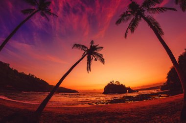 Hindistan cevizi avuç içi ve tropikal Beach ile okyanus parlak günbatımı