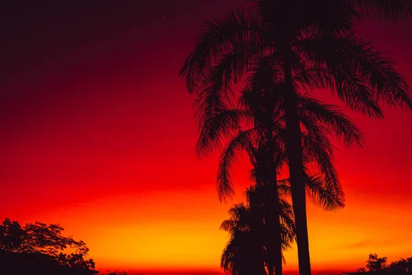 Colorido Cálido Brillante Atardecer Amanecer Con Palmas Los Trópicos —  Fotos de Stock