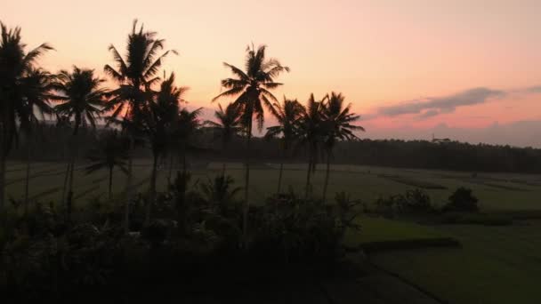 Luchtfoto Landschap Met Rijstterrassen Bij Zonsopkomst Zonsondergang Bali — Stockvideo