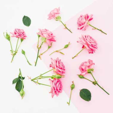 Pembe ve beyaz arka plan ve pembe gül çiçekleri. Düz yatıyordu. Üst görünüm