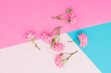 Pembe gül çiçekli parlak arka plan. Düz yatıyordu. Üstten görünüm