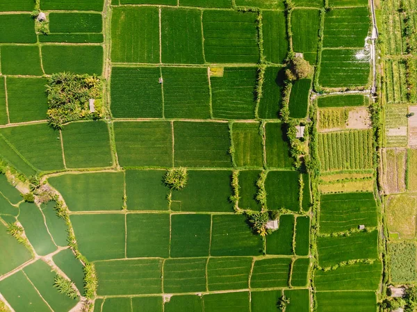 Yeşil Pirinç Tarlaları Hava Görünümünü Bali Adası Tarımda Doğası — Stok fotoğraf
