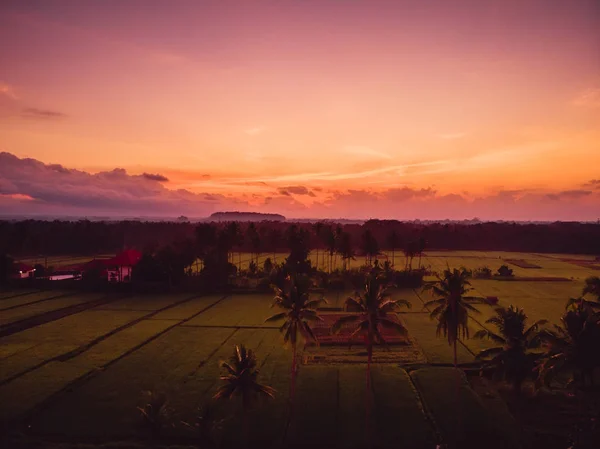 Cocotiers Plantation Riz Dans Les Tropiques Bali Vue Aérienne Avec — Photo