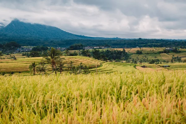 Terrasses Montagneuses Avec Montagnes Ciel Nuageux Bali Indonésie — Photo