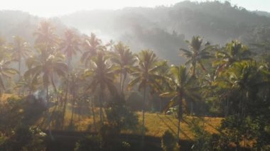 Hindistan cevizi avuç içi ve Bali tropikal orman harika manzaralı. Havadan görünümü