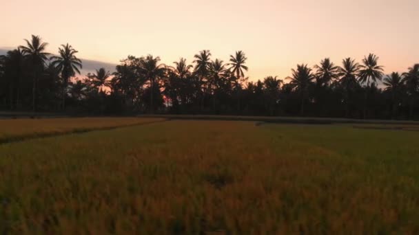 日の出か日没でバリ島の棚田の風景を空撮 — ストック動画