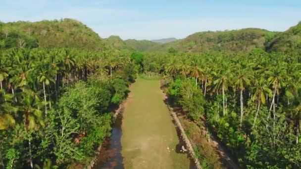 Vista Tropical Desde Dron Con Palmeras Coco Vídeo Aéreo — Vídeo de stock