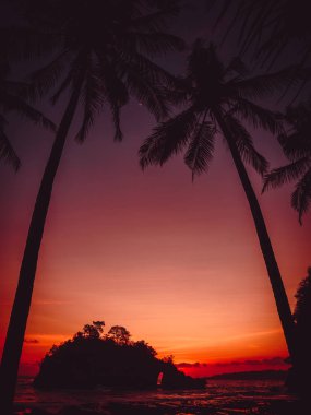 Coconut palms and bright sunset at beach with ocean clipart