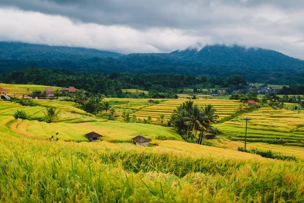 Terrasses Montagneuses Avec Montagnes Nuages Bali Indonésie — Photo