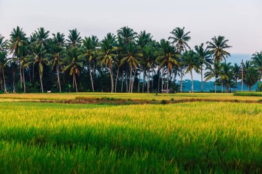 Artış alanları Hindistan cevizi avuç içi ve bulutlar Bali, Endonezya