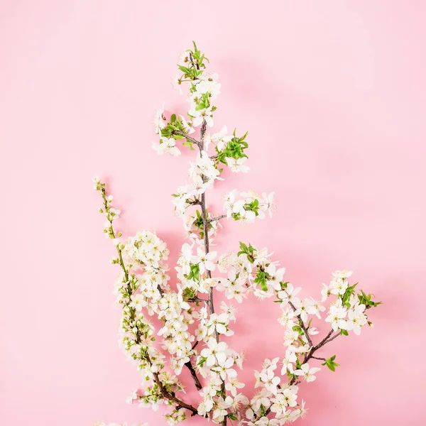 Fleurs Printanières Sur Branche Isolée Sur Fond Rose Couché Plat — Photo