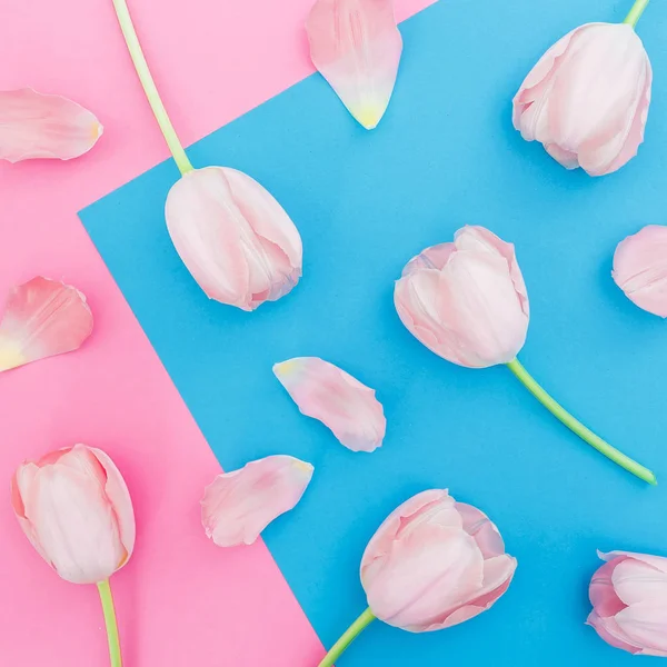 Тюльпаны Цветы Голубом Розовом Фоне Вид Сверху Плоский Узор Цветочный — стоковое фото