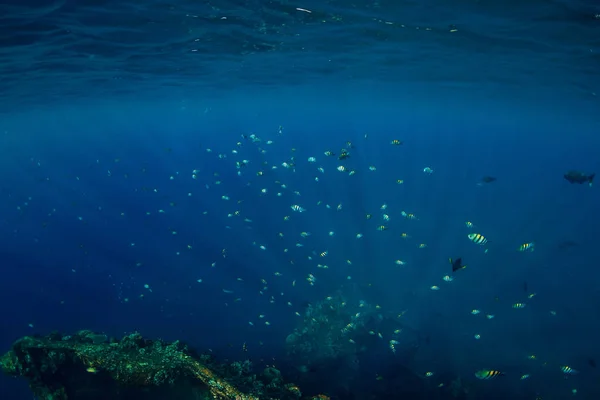 Bajo Agua Los Trópicos Con Peces Naufragio — Foto de Stock