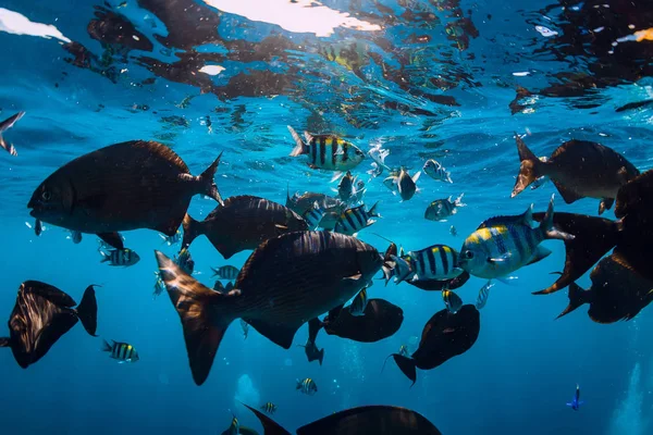 Underwater World Tropical Fish Blue Sea — Stock Photo, Image