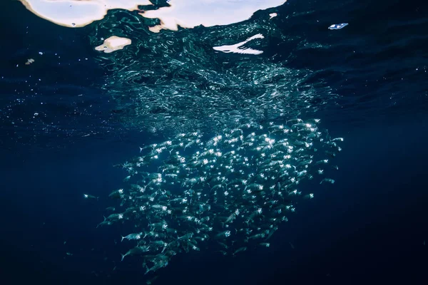 Underwater Wild World Tuna School Fishes Blue Ocean — Stock Photo, Image