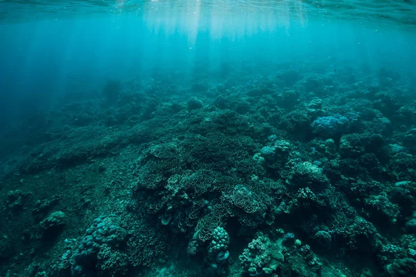 Underwater Scene Corals Sun Rays Tropical Sea — Stock Photo, Image