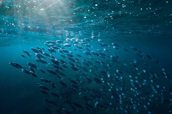 Underwater wild world with tuna fishes and sun rays