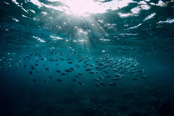 Wild Onderwaterwereld Met Tonijn School Vissen — Stockfoto