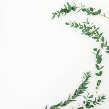 Beyaz arka plan üzerinde okaliptüs dalları ile çiçek düzeni. Düz yatıyordu, en iyi görünümü