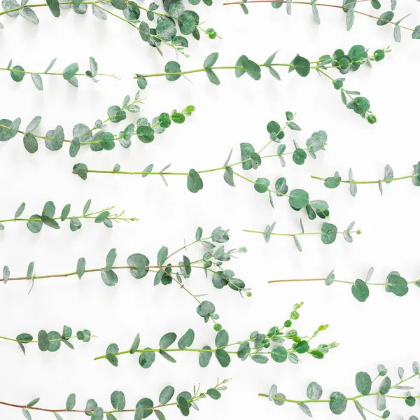 Motif Floral Avec Branches Eucalyptus Sur Fond Blanc Couché Plat — Photo