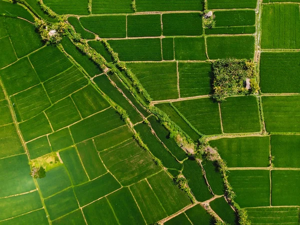 Yeşil Pirinç Tarlaları Hava Görünümünü Bali Adası Doğada — Stok fotoğraf